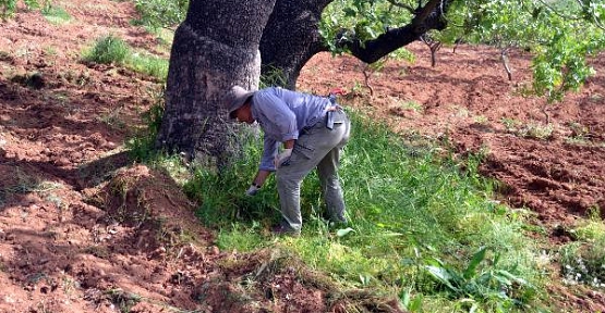 'Fıstık Kardeşliği' Geleneği: Kendi Bağlarında Başkasının Fıstık Ağaçlarına Bakıyorlar