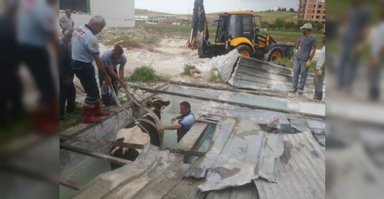 Havuza Düşen İnek İçin Kurtarma Operasyonu