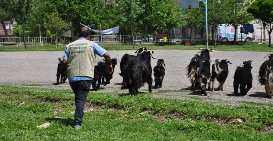 Başı Boş Hayvanlar Toplanacak