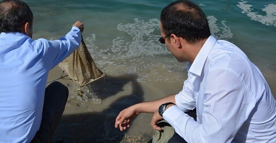 Alkumru Baraj Göletine 350 Bin Yavru Sazan Balığı Bırakıldı