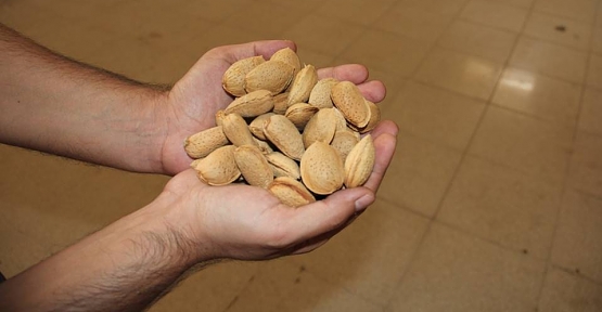 Siirt Üniversitesi, Badem Bahçesinde İlk Hasat Yapıldı