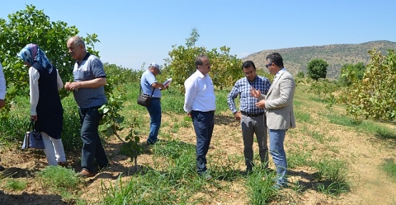 Fıstık Bahçelerinde Görülen Salkım ve Yaprak Dökülmeleri İle İlgili Rapor Düzenlendi