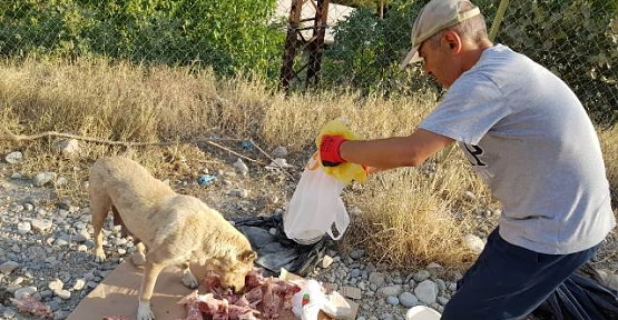 Dr. Sadık Top’un Kaleminden: Sokak Köpekleri Hakkında