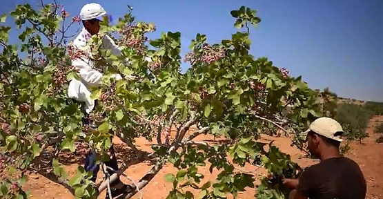 Siirt'te Fıstık Hasadı Başladı