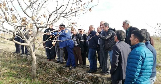 Çiftçilere Siirt Fıstığı Budama ve Gübreleme Eğitimi Verildi