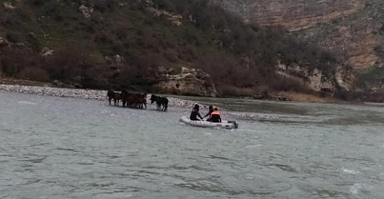 Botan Nehri'nde Mahsur Kalan 10 At Kurtarıldı