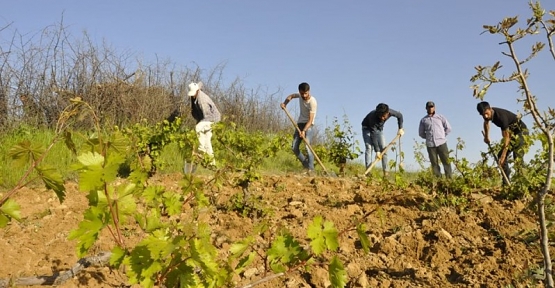 Atabağlı Çiftçiler Bağlarını Buduyor