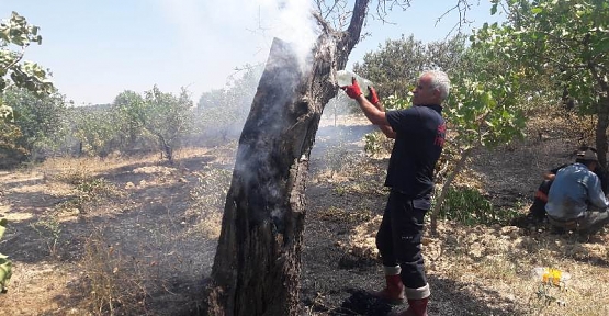 Siirt'te Fıstık Bahçelerinde Çıkan Yangında 200 Dönüm Alan Zarar Gördü