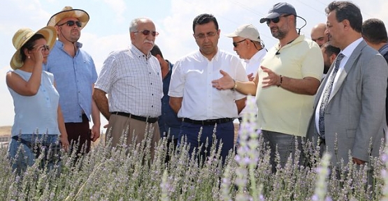 Siirt'te İlk Lavanta Hasadı Yapıldı