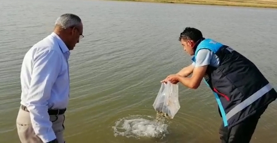 Kurtalan İlçesi Ekinli Göletine 60 Bin Adet Yavru Pullu Sazan Balığı Bırakıldı