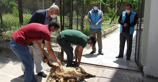 Siirt İl Müftülüğü Cuma Namazı Öncesi Şükür Kurbanı Kesti