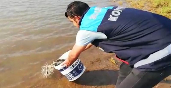 Göletlere  55.000 adet Yavru Pullu Sazan Balığı Bırakıldı