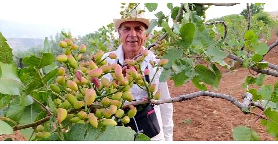 Siirt'te Fıstıkta Yüksek Verim; Fiyatlar Düşecek