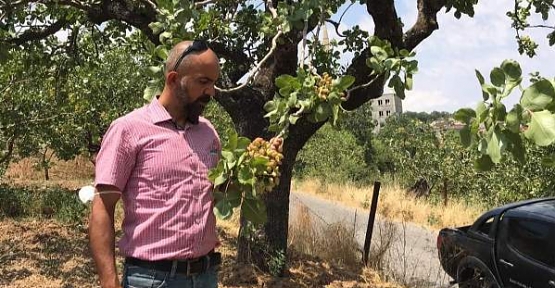 En İyi Siirt Fıstığını Tespit Etmek İçin Çalışmalar Başladı