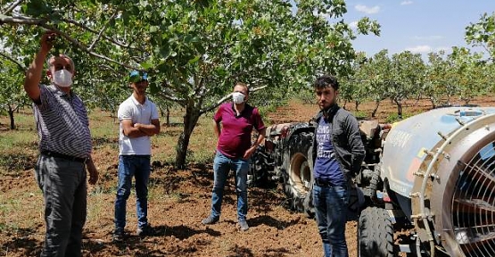 Siirt Tarım ve Orman İl Müdürlüğü Fıstıkçılık Birimi Arazi Çalışmaları Devam Ediyor