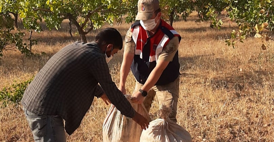 Fıstık Bahçelerinden Fıstık Çalan 11 Şüpheli Yakalandı