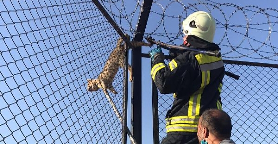 Diken Tellerine Takılan Kedi Kurtarıldı