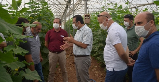 Tarım Müdürü Demirhan, İlimiz Seralarında İncelemeler Yaptı