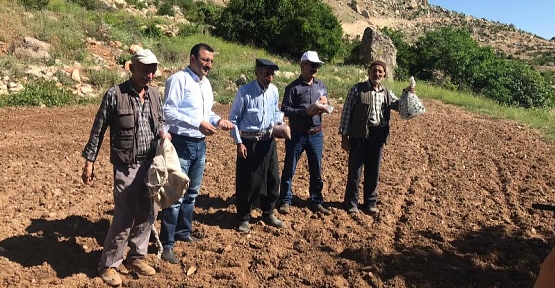 Siirt’te Geleneksel Susam Yetiştiriciliği Tekrar Canlandırılıyor