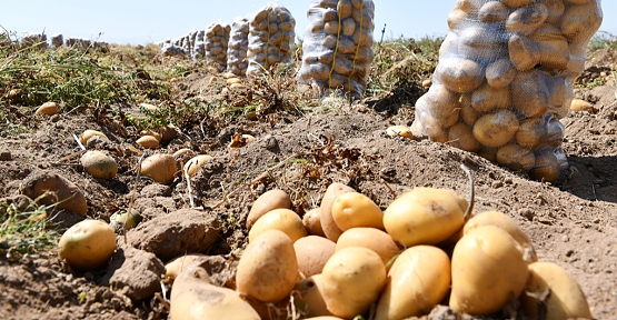Bölgemizde Fiyatı En Fazla Artan Ürün Patates