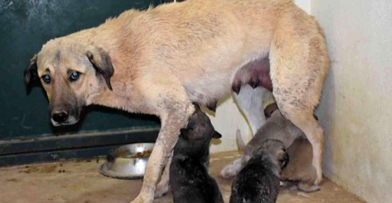 Siirt'te Çukura Düşen Köpek ve 13 Yavrusu İtfaiye Ekipleri Kurtardı