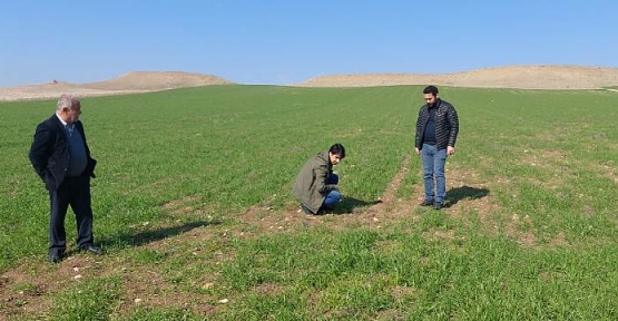 Siirt'te Tarla Faresi Sörveyleri ve Eğitimi Başladı