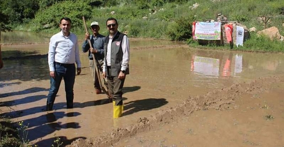 Siirt’te Susam ve Çeltik Ekimi Yaygınlaştı