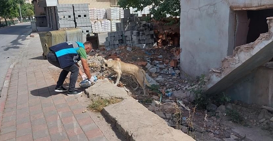 Pervari Belediyesi Sıcak Havada Sokak Hayvanlarını Unutmadı
