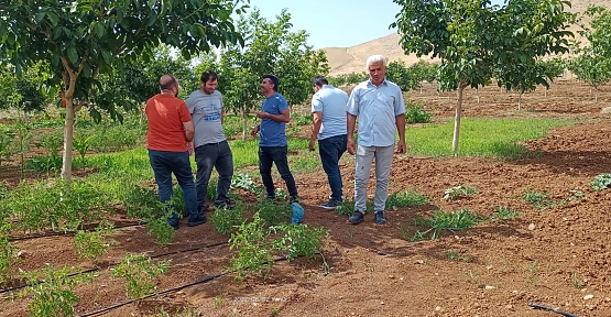 Siirt'te Çekirge Yoğunluğunun Tespiti İçin Alan Çalışması Başlatıldı