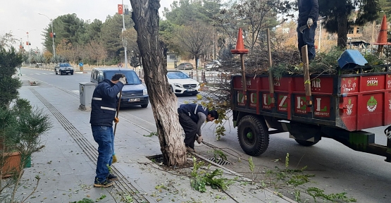 SİİRT’TE AĞAÇ BUDAMA ÇALIŞMALARI DEVAM EDİYOR