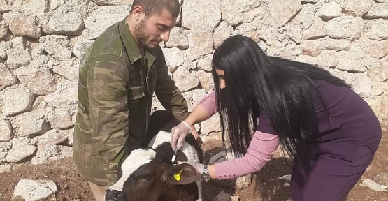 Siirt'te Hayvan Pazarı İkinci Bir Emre Kadar Kapatıldı