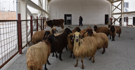 Siirt'te Kurban Satış ve Kesim Yerleri Belirlendi