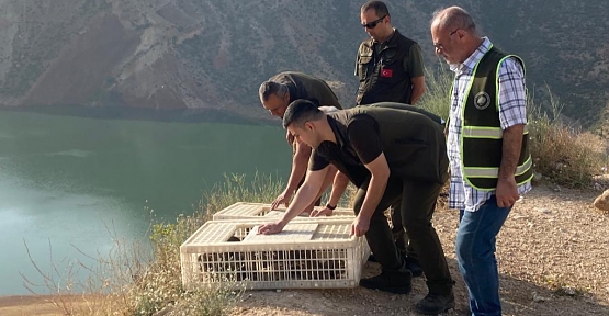 Siirt'te 600 Kınalı Keklik Doğaya Bırakıldı!