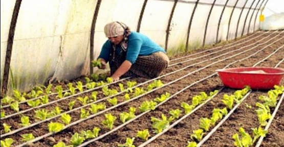 GAP İdaresi Başkanlığı'na Sunulan 17 Milyon 27 Bin TL Tutarındaki 4 Tarımsal Proje Onaylandı