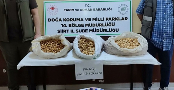 Siirt'te Salep Soğanı Toplayan Kişiye 387 Bin 141 Lira Ceza Kesildi