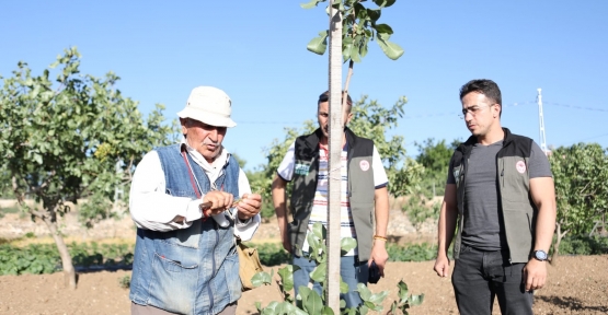 Siirt Fıstığında Döllenme ve Boş Meyve Sorunu "Erkek Aşı Kalemi Dağıtım Projesi" ile Çözüme Kavuşuyor