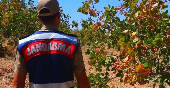 Siirt'te Fıstık Hırsızlığına Karşı Jandarma Alarmda: Devriye ve Dronlarla Koruma!