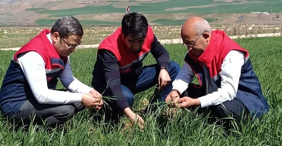 Siirt Tarım Yetkilileri Sahada Fenolojik Gözlem Gerçekleştirdi