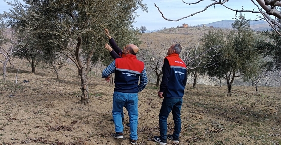 Siirt İlinde Don Zararı Kontrolleri Gerçekleştirildi