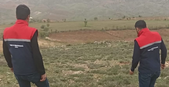 Siirt’te İlk Kez Yetiştirilen Kekik Bitkilerinde Fenolojik Gözlem Yapıldı