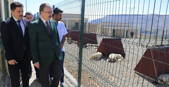 Siirt, Sokak Hayvanları Sorununu Çözen İlk İllerden Biri Oldu
