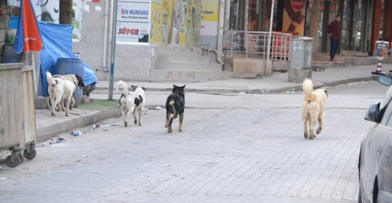 Başıboş Köpekler Tehlike Saçıyor