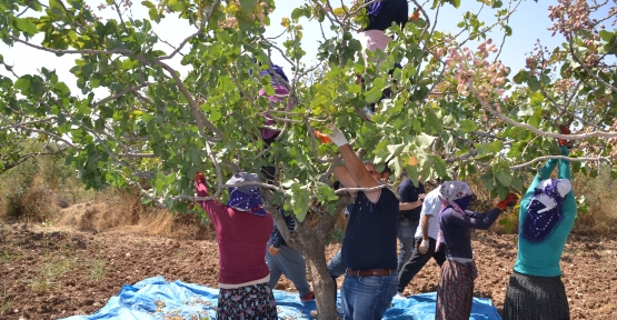 Fıstık Hasadı Devam Ediyor