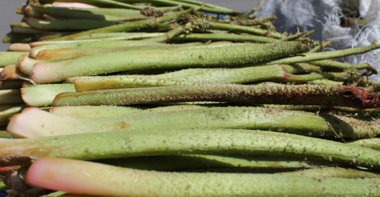 Kansere Karşı Yayla Muzu (Rebes)