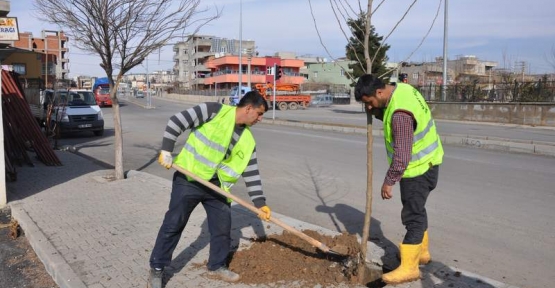 Siirt’te Ağaç Dikim ve Budama Çalışmaları Başladı