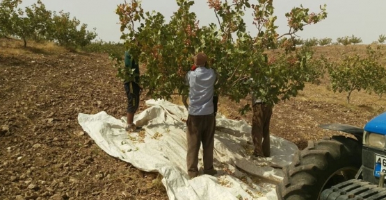 Siirt’te Fıstık Hasadı Başladı, Rekolte Yüksek Bekleniyor