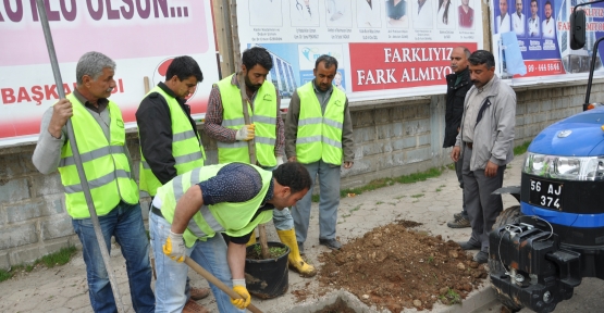 SİİRT’TE İLKBAHAR DÖNEMİ AĞAÇ DİKİM ÇALIŞMALARI BAŞLADI