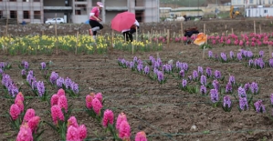 Siirt Üniversitesi Çiçekçiliği Geliştirecek