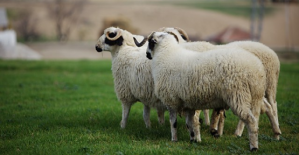 Köyüne Dönene 300 Koyun ve Maaş