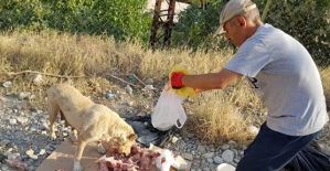 Dr. Sadık Top’un Kaleminden: Sokak Köpekleri Hakkında